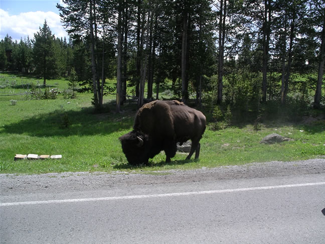 images/D- Bison enjoying time by the road.jpg